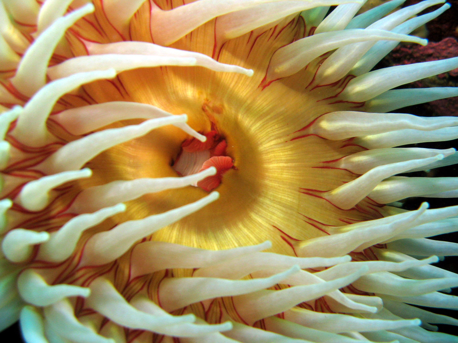 Fish-eating Anemone (close-up)