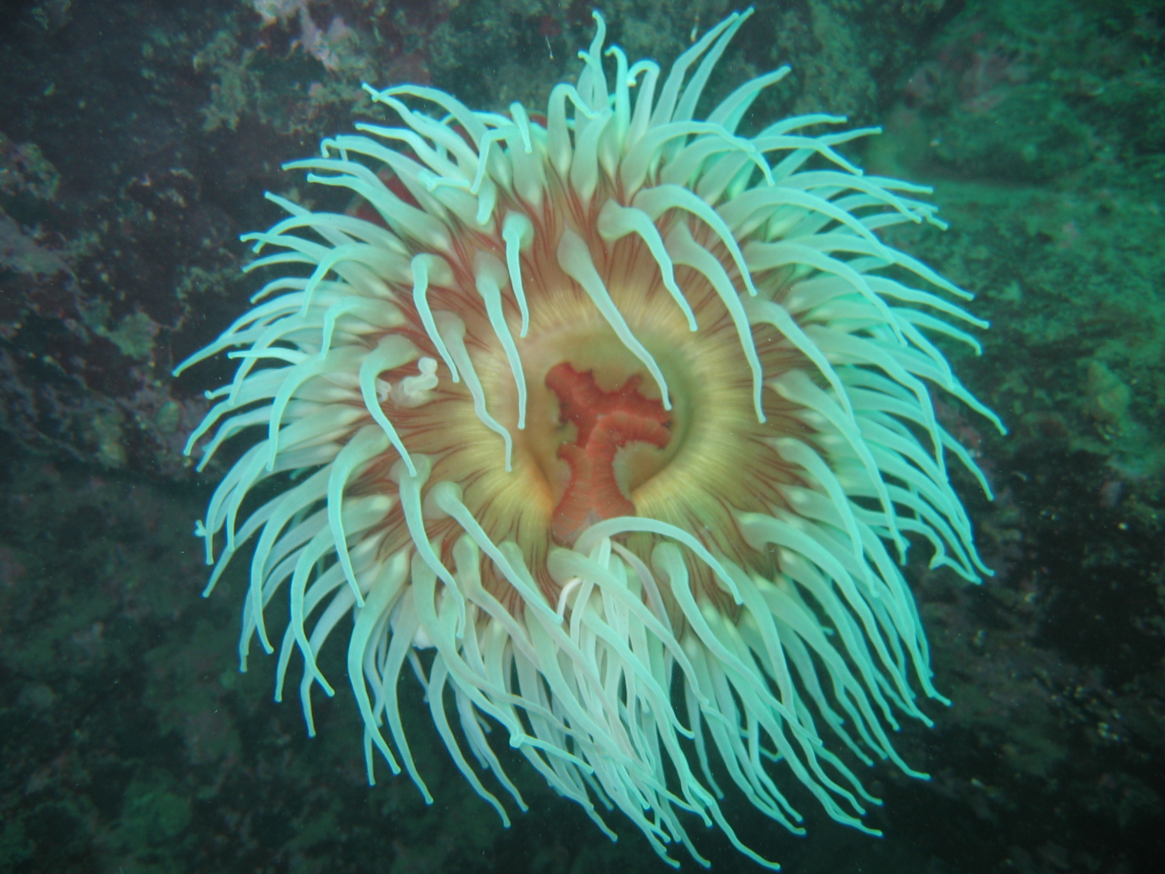 fish eating anemone