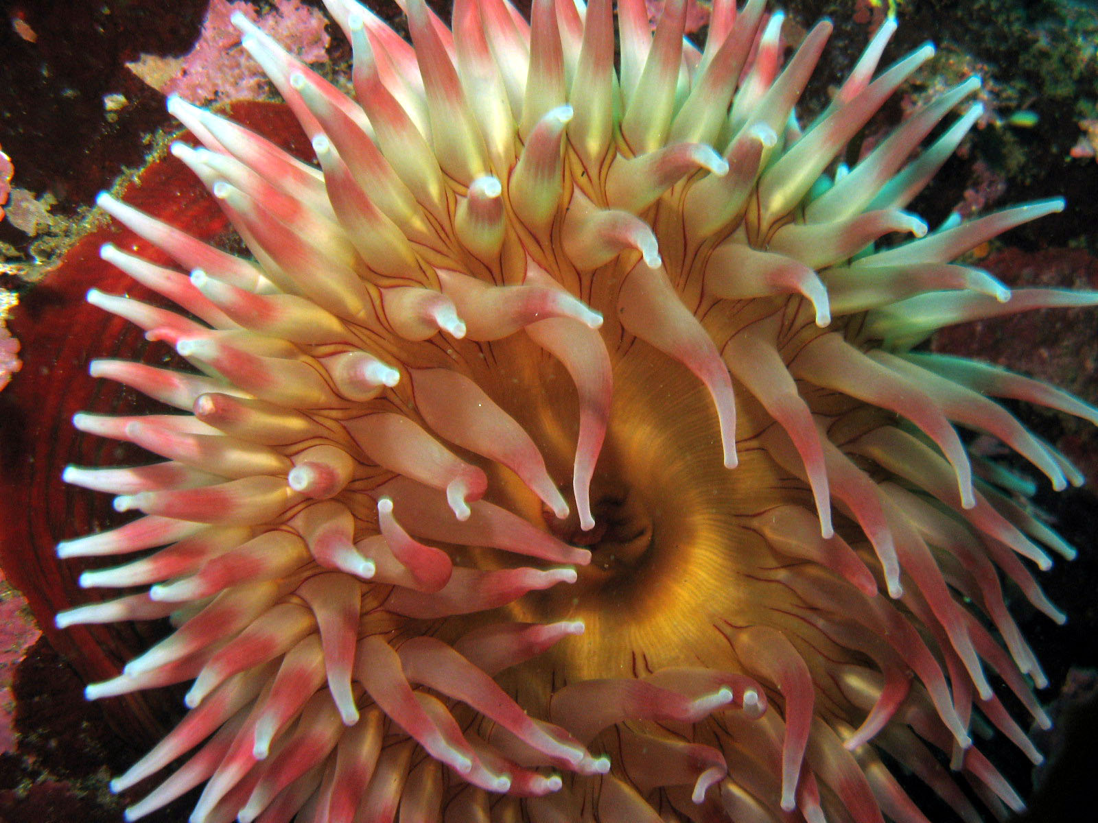 Fish-eating Anemone