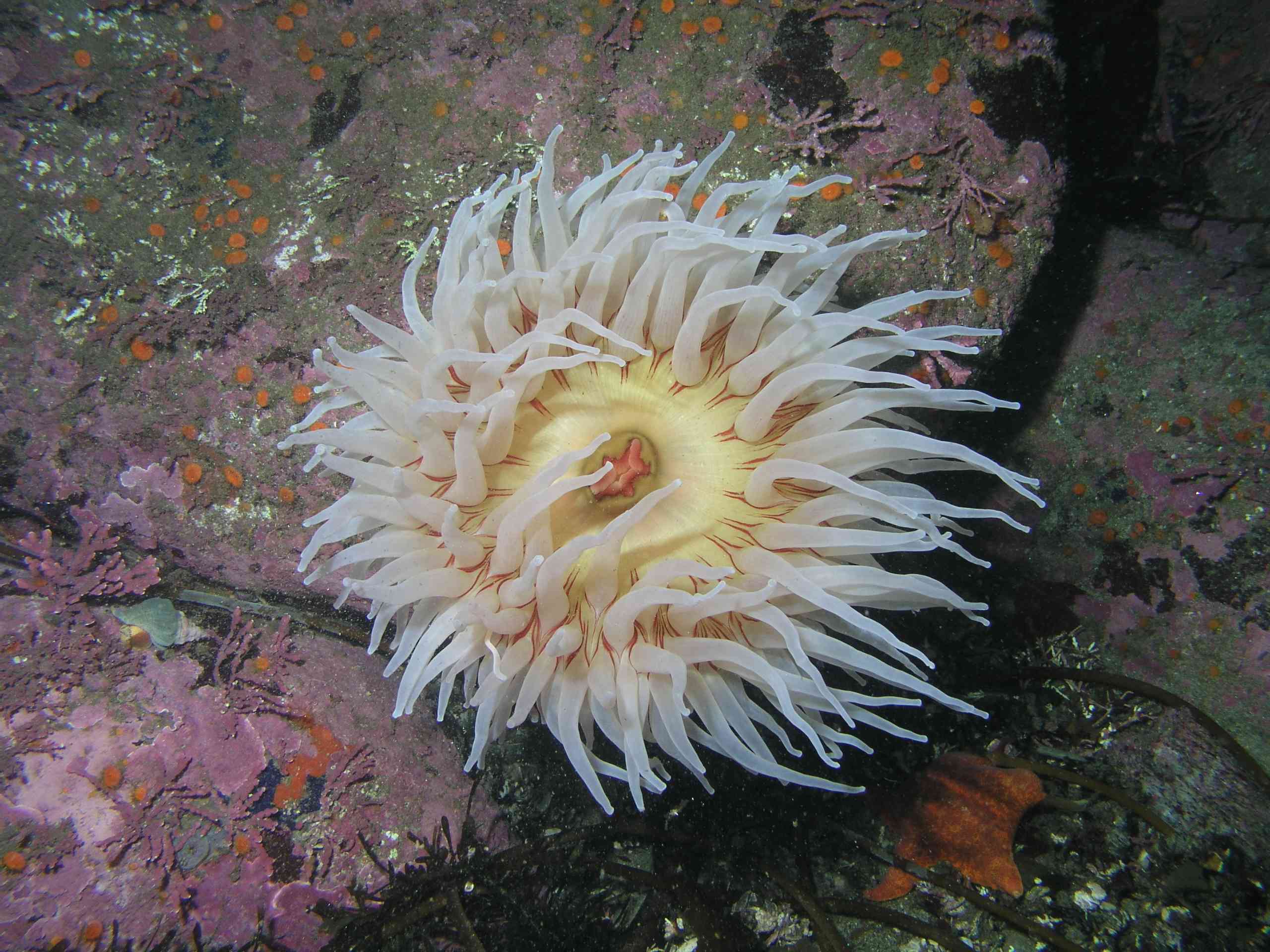 Fish-Eating Urticina (Anemone)