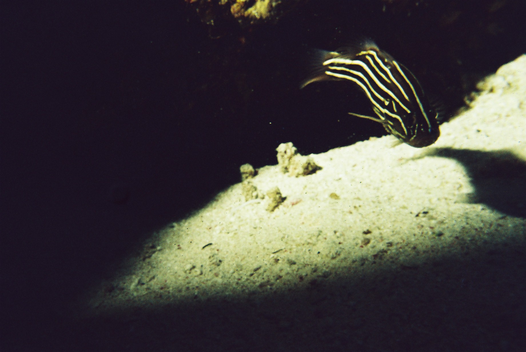 Fish from Dahab