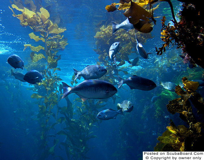 Fish in a kelp forest