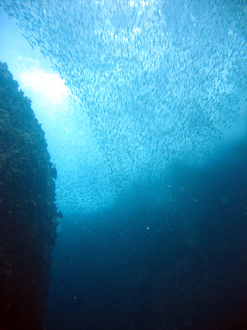 Fish in Canyon