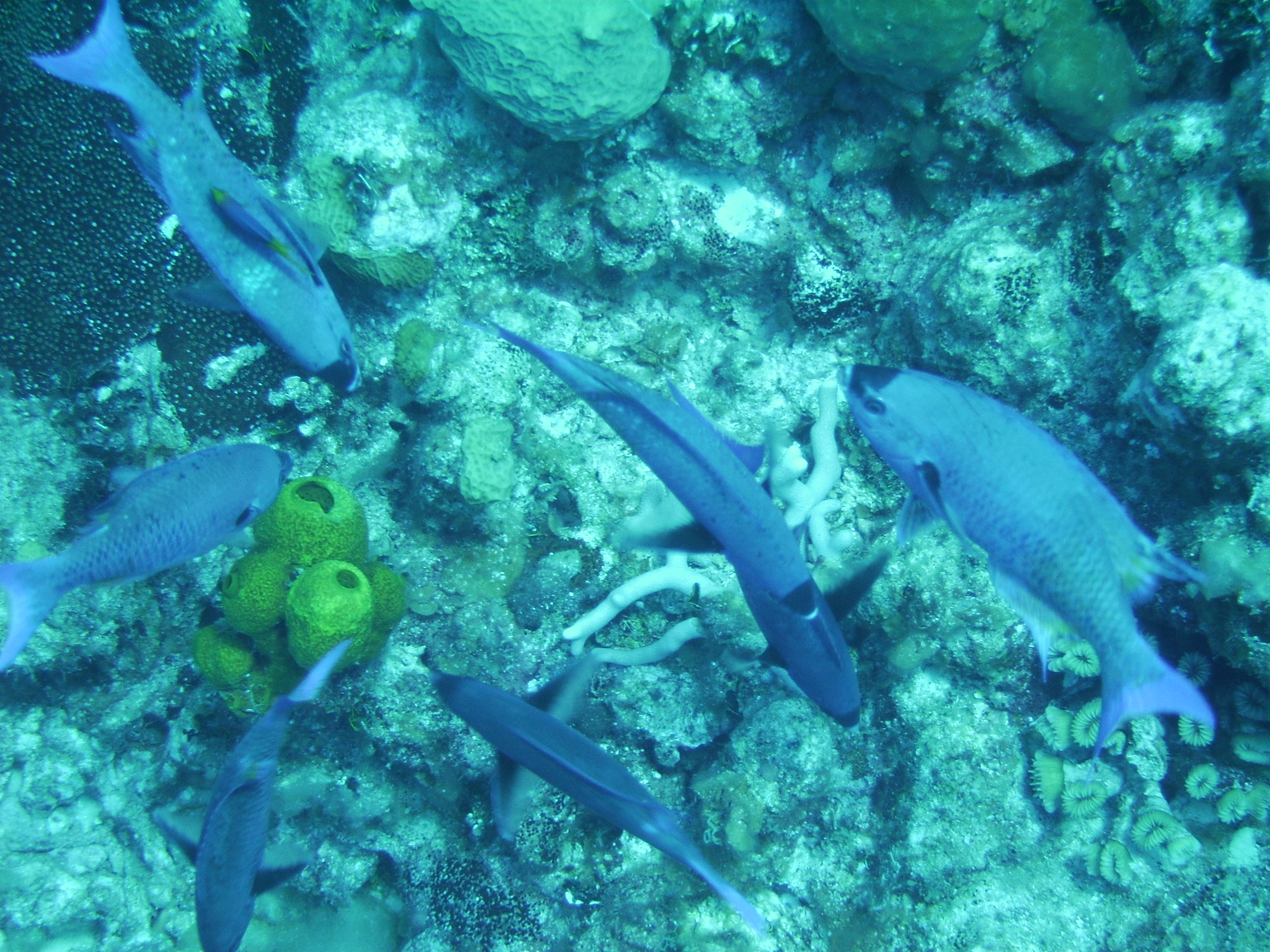 fish in Grand Cayman