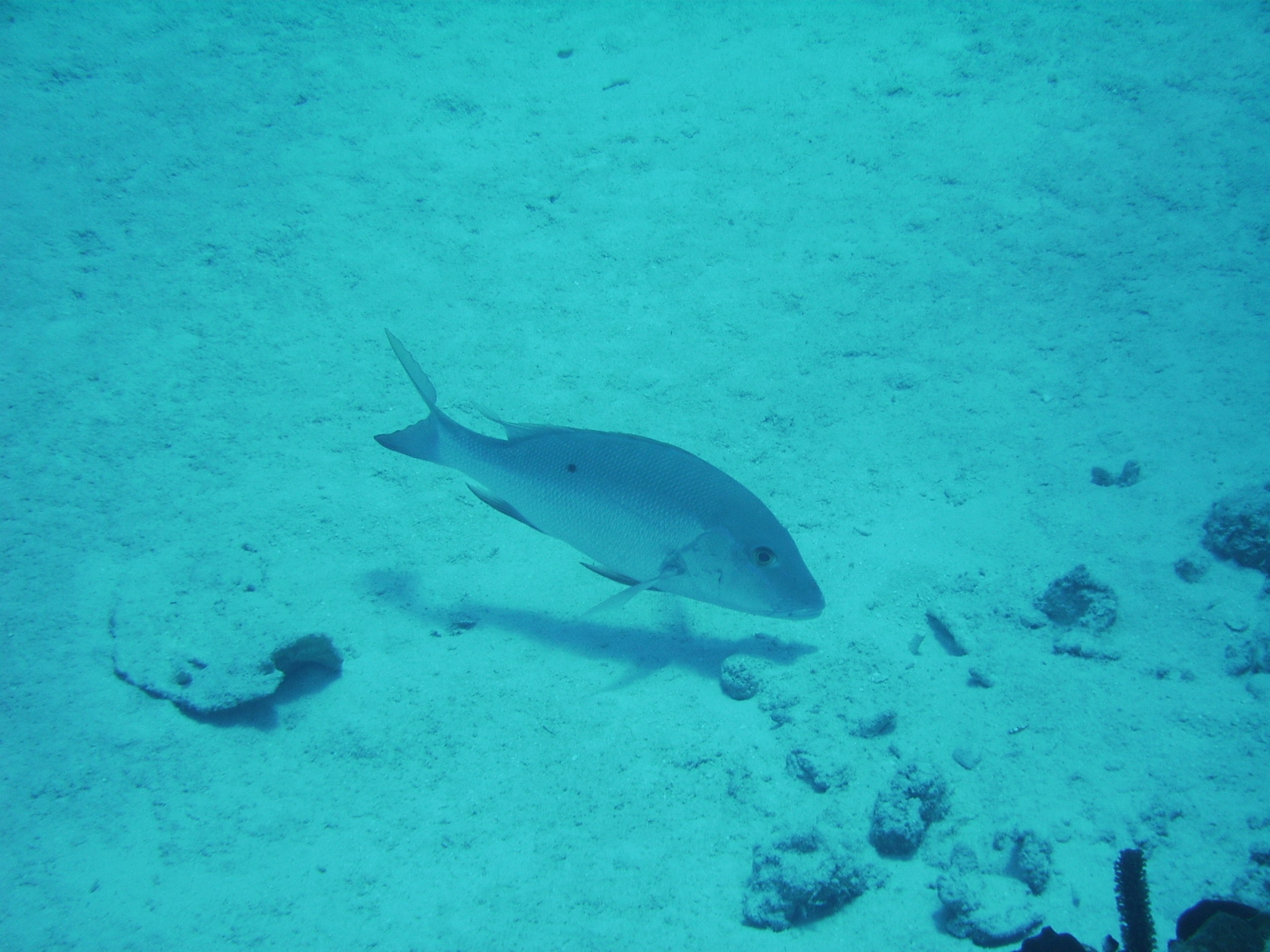 fish in Grand Cayman