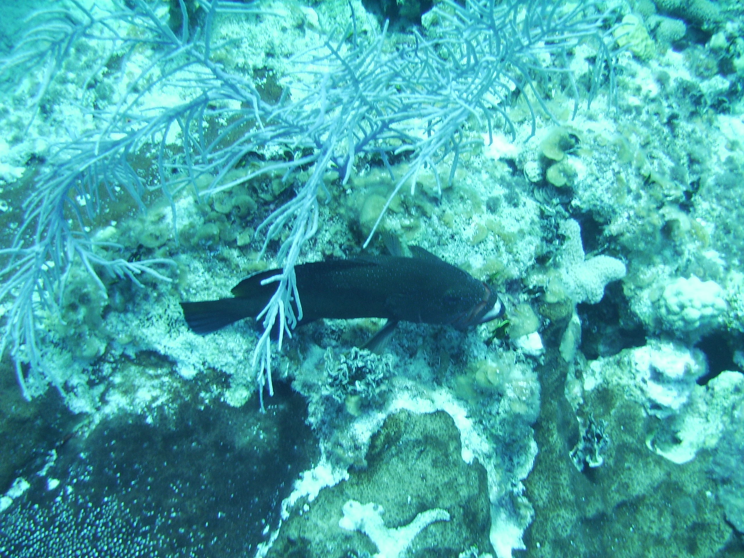 fish in Grand Cayman