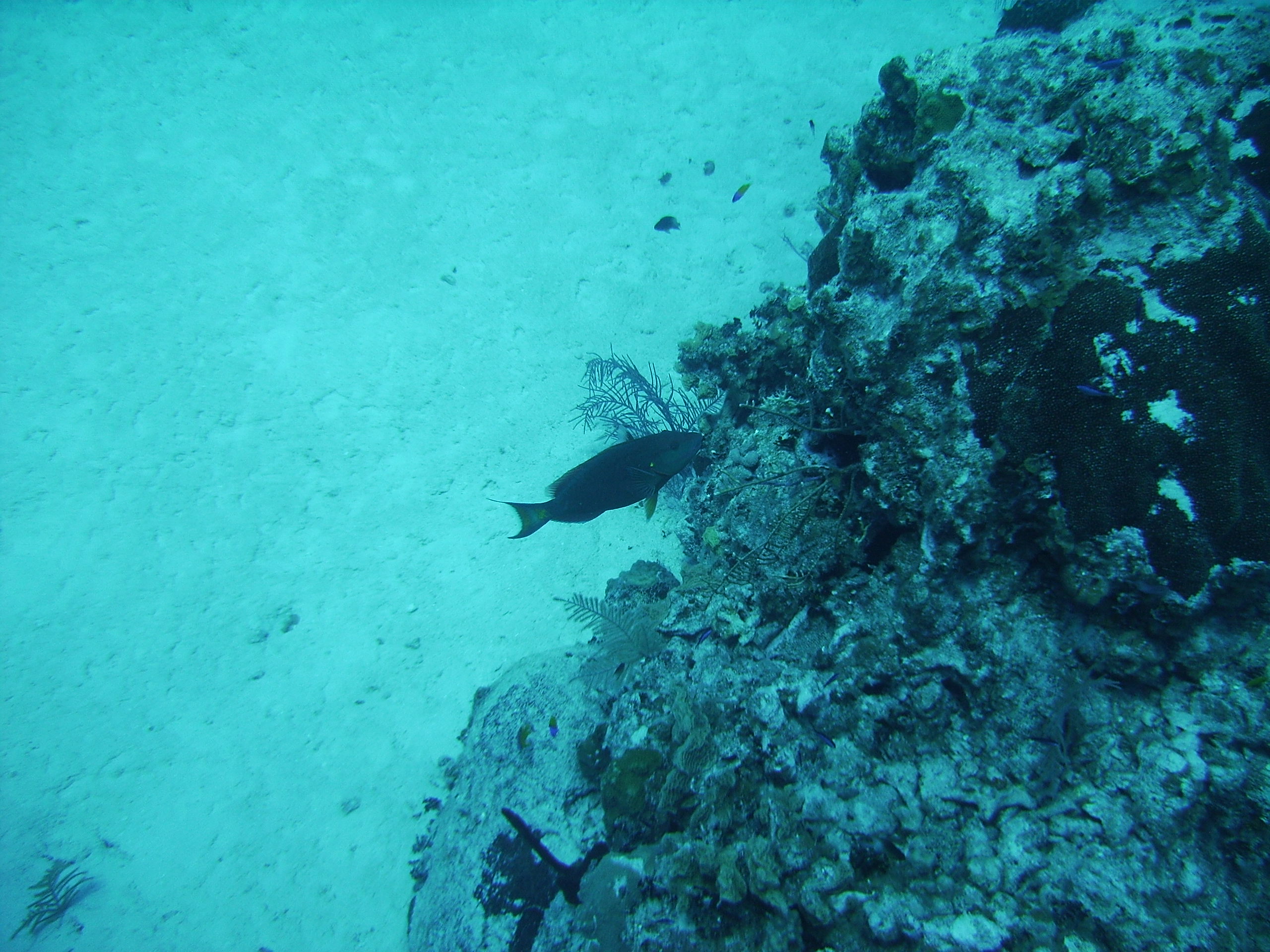 fish in Grand Cayman