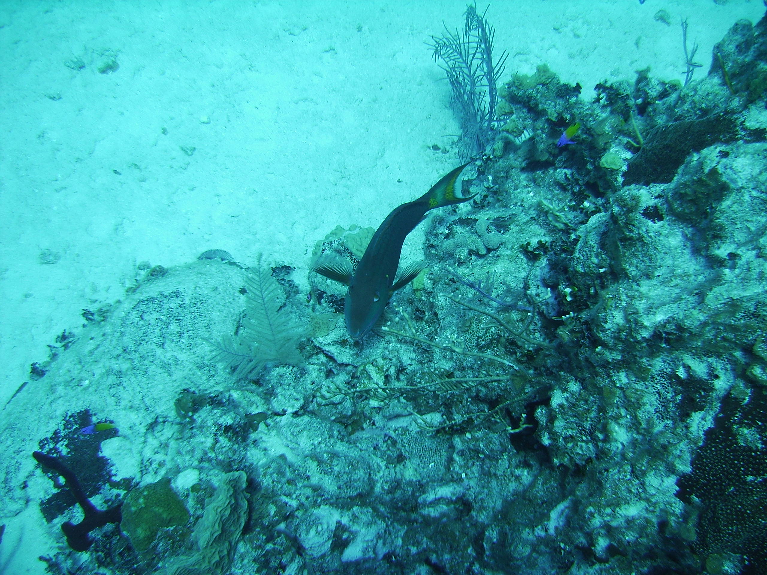 fish in Grand Cayman