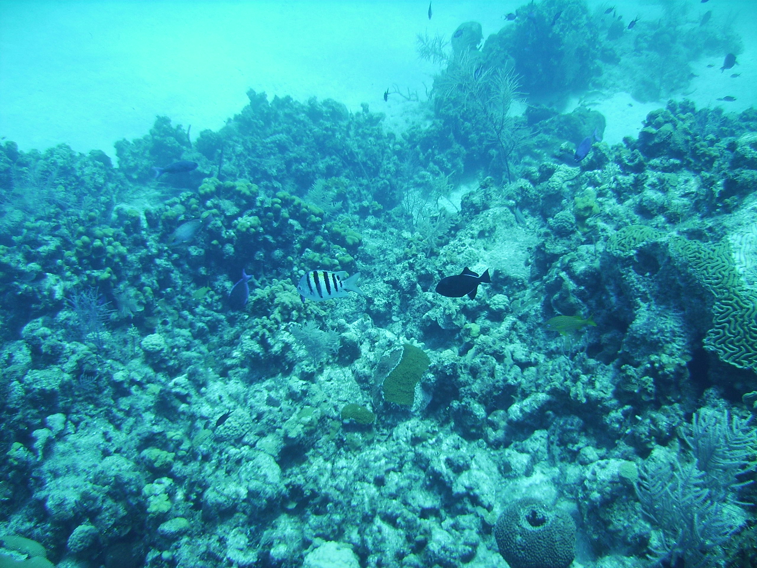 fish in Grand Cayman