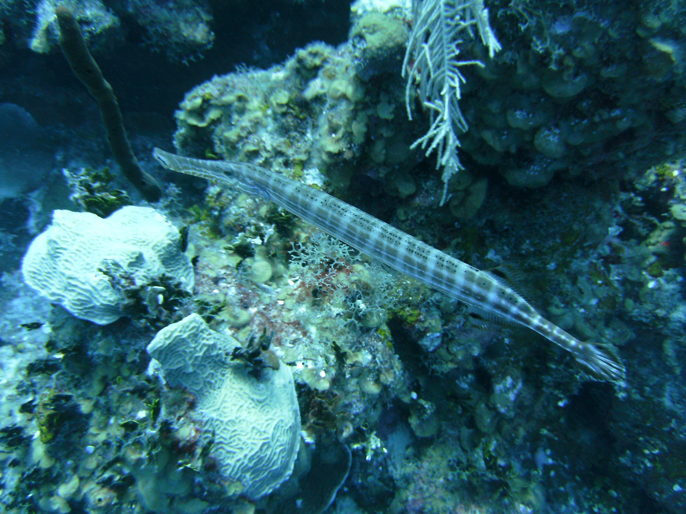 Fish in Grand Cayman