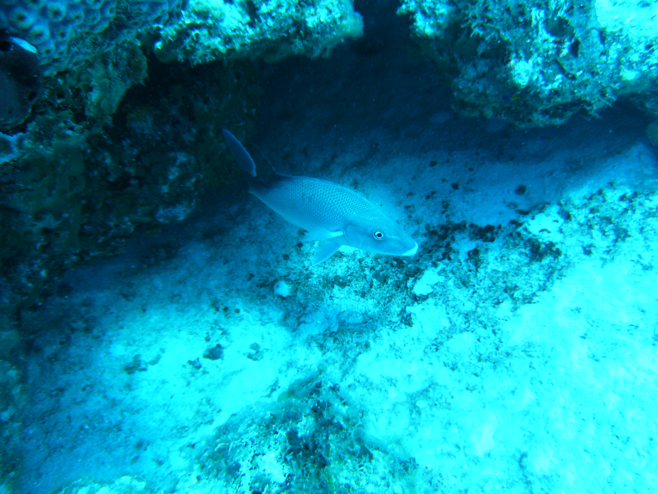 Fish in Grand Cayman