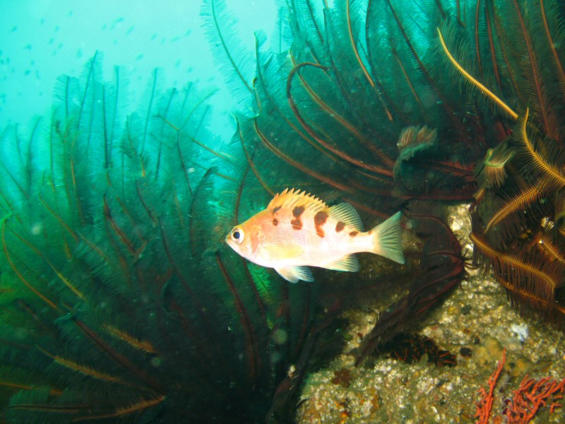 fish in on the reef