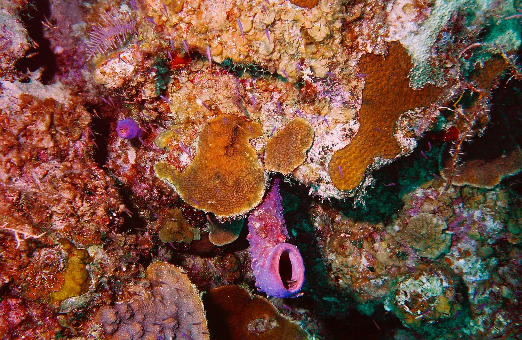 Fish in Tube Sponge