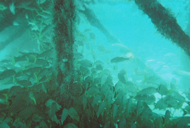 Fish inside Barge.