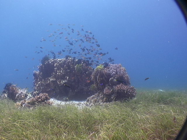 fish oasis, Cebu Philippines