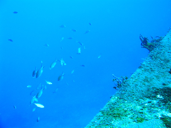 Fish off of Theo's Wreck