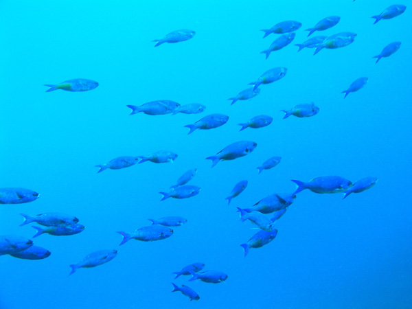 Fish off of Theo's Wreck