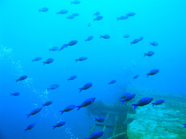 Fish off of Theo's Wreck