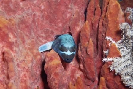 Fish on Coral