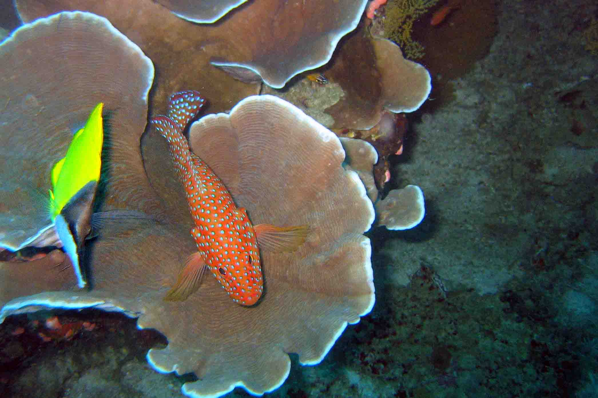 Fish on hard coral