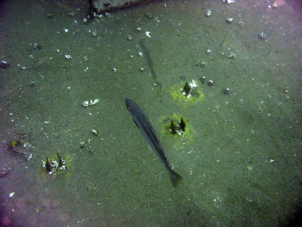 Fish on HMS Scylla