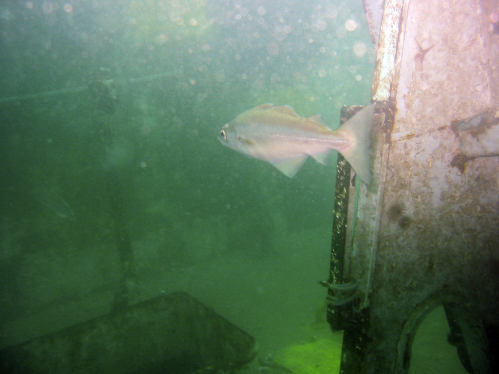 Fish on HMS Scylla