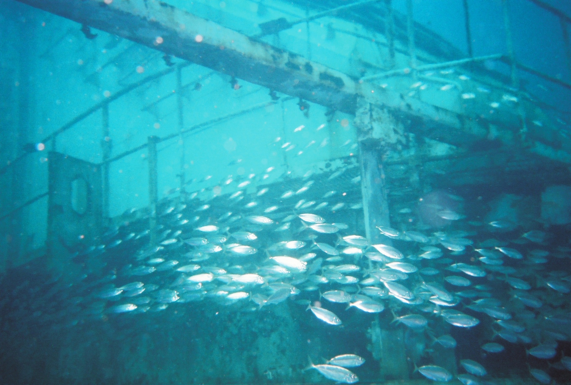 Fish on the Oriskany's smoke stack