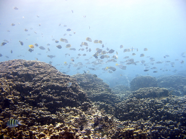 Fish on the reef