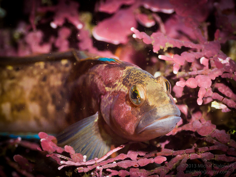 Fish - Point Lobos (Whalers Cove)