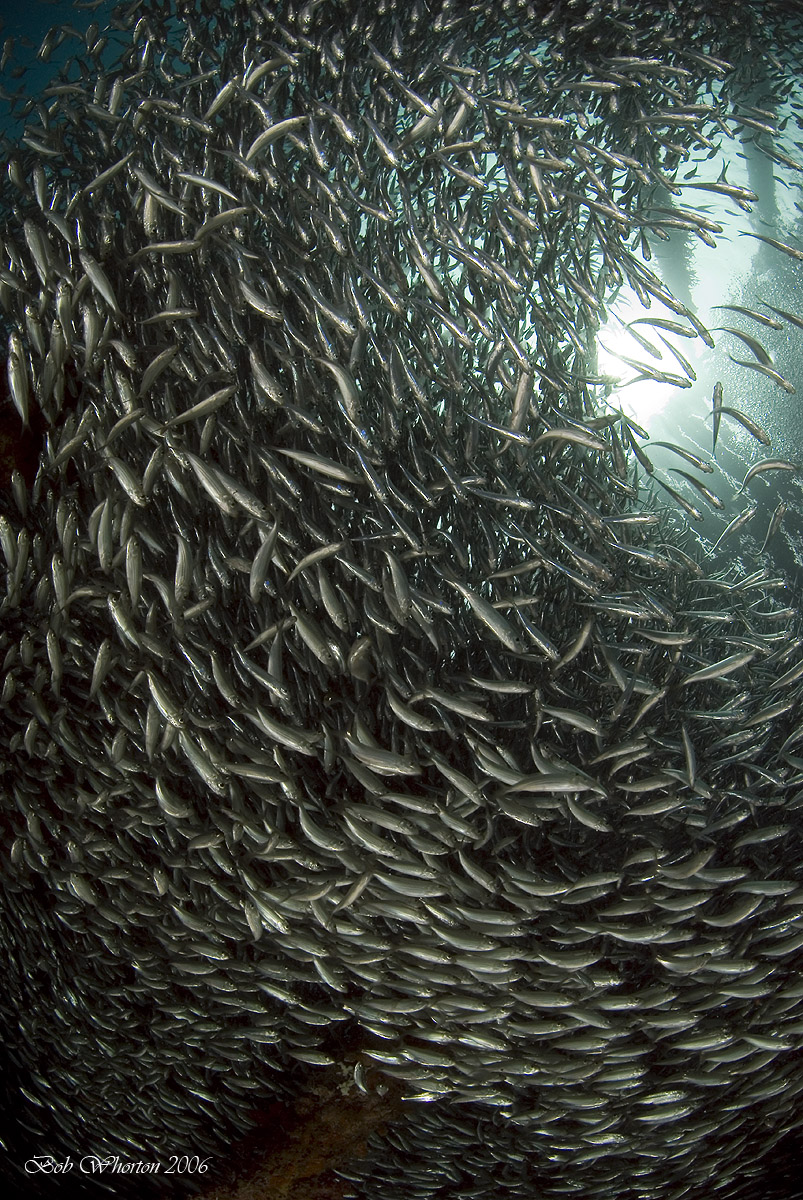 Fish Soup - Raja Ampat December 06