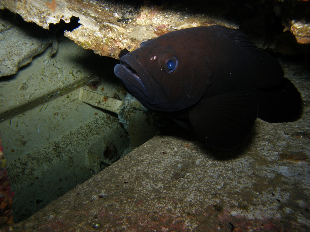 fish taken in underdock of P29 Ciakewwa