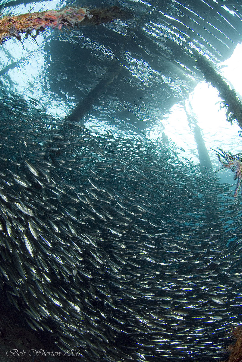 Fish under Jetty