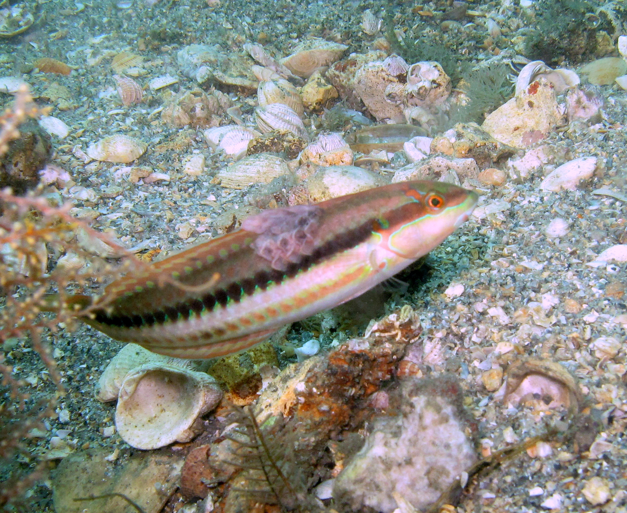 Fish with abnormal scales