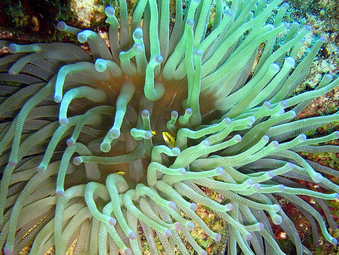 Fish with Anemone