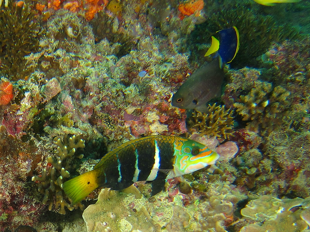 fish012