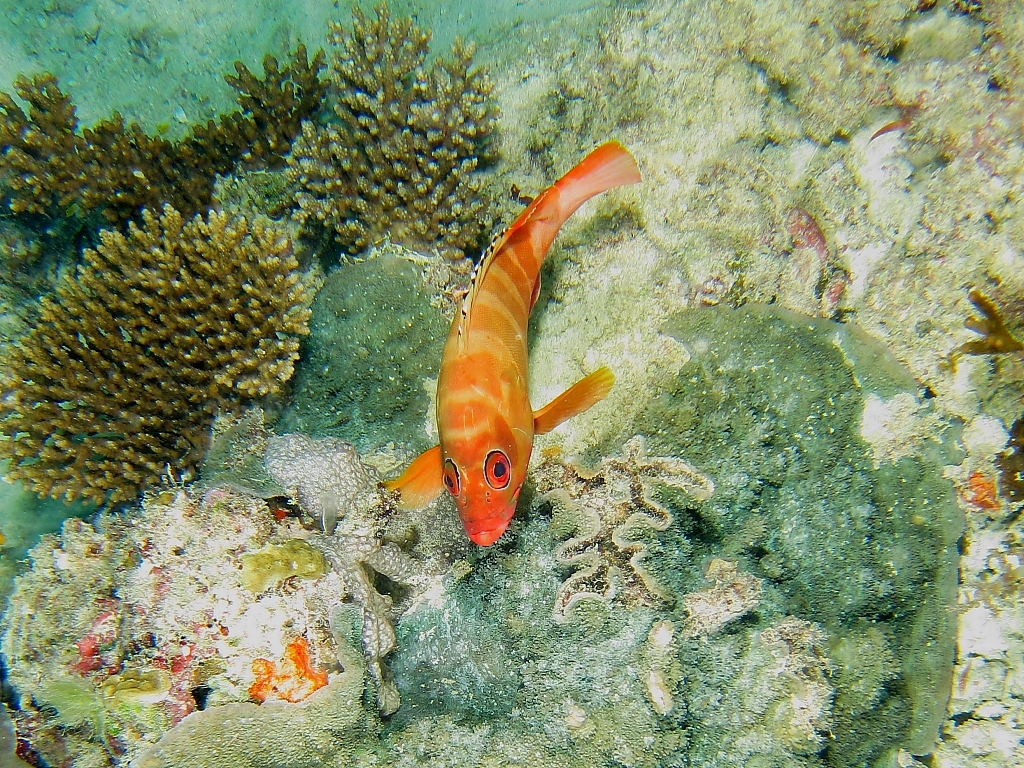 fish051