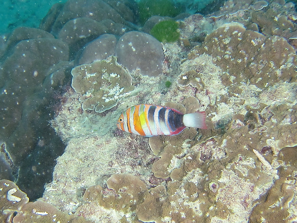 fish081