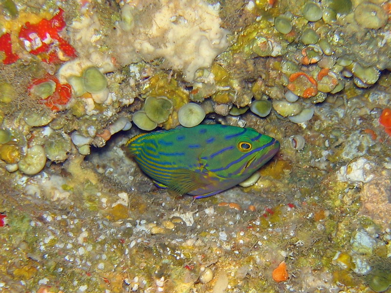 Fish_-_Harlequin_Hind