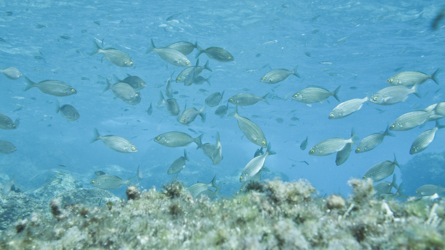 Fish_at_Ghar_Lapsi