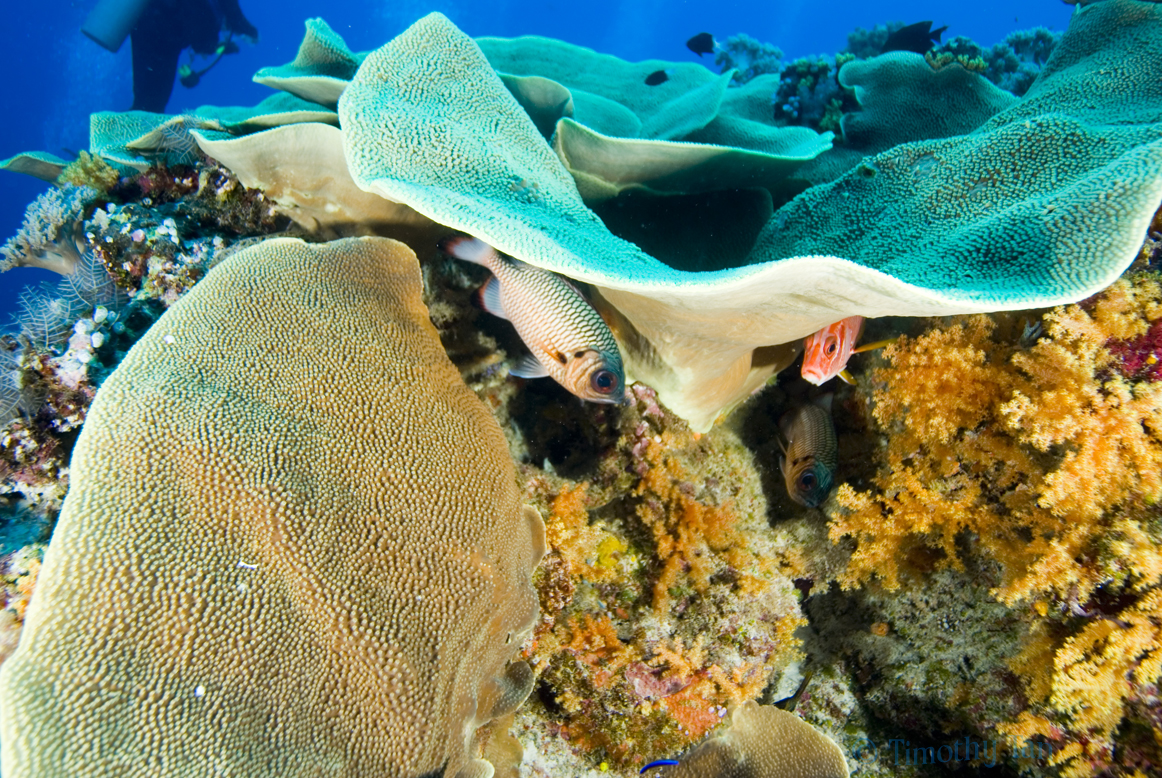 fish_under_lettuce_coral