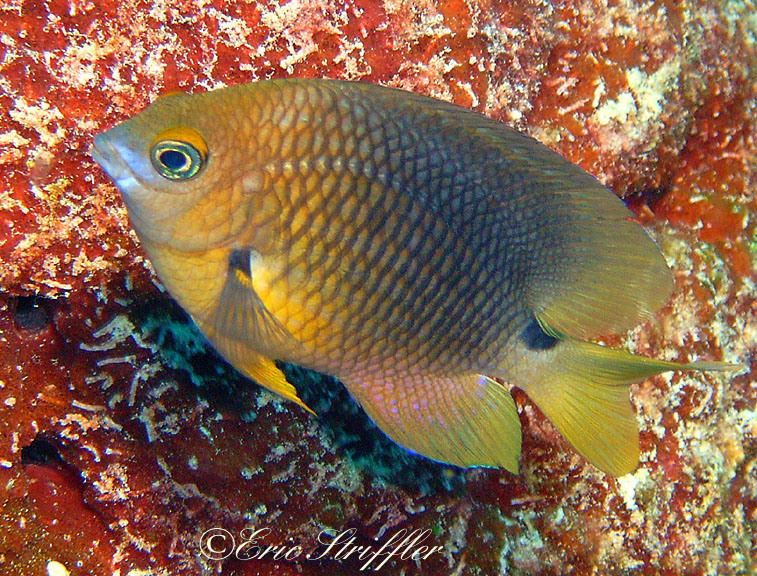 fish_underwater023