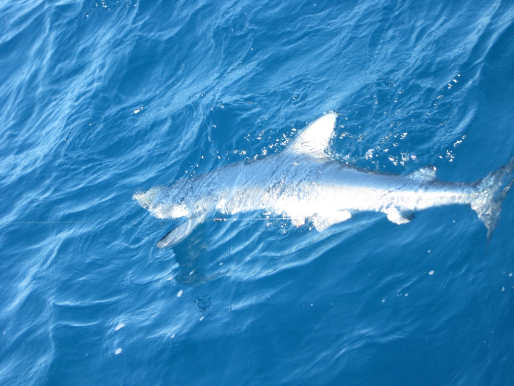 Fishing small mako