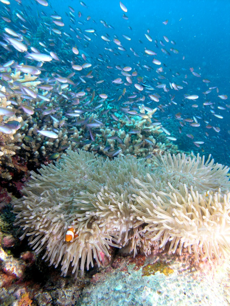 Fishlife - Scuba Diving in Sabah, Borneo