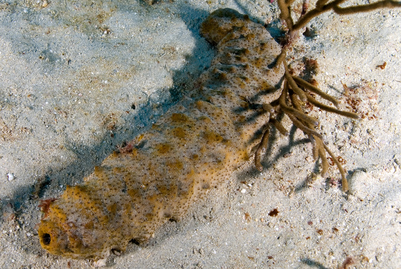 Five-Toothed Sea Cucumber