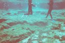 FL Dive Pictures