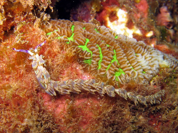 Flabelina Pteraeolidia Ianthina