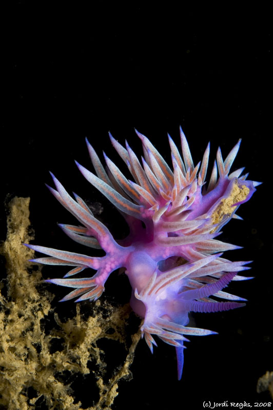 Flabellina affinis