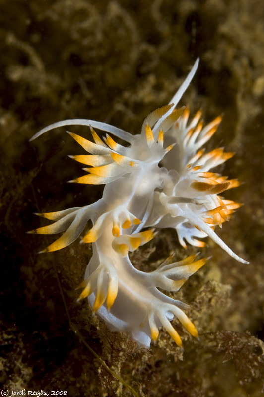 Flabellina babai "in fraganti"