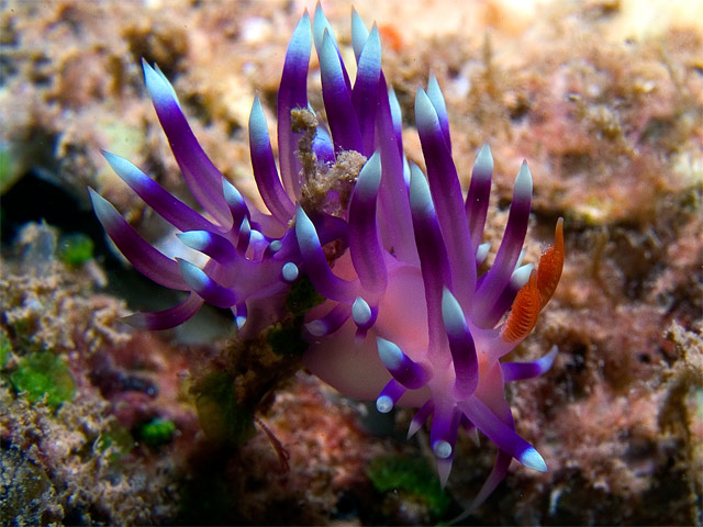 Flabellina exoptata