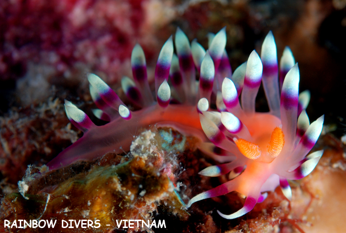 Flabellina in Nha Trang, Vietnam, Rainbow Divers, underwater photography